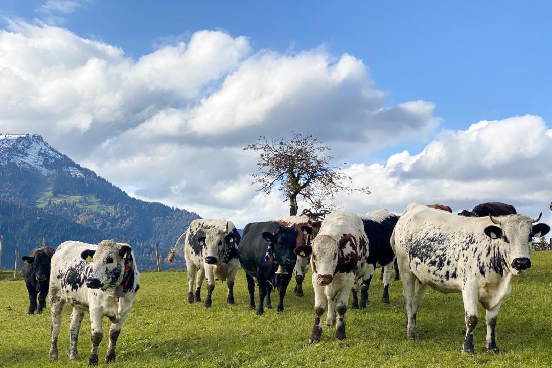 Photo of Others in Achenkirch