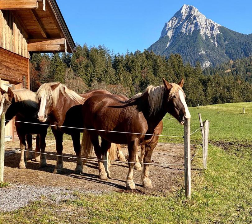 Photo of Others in Achenkirch