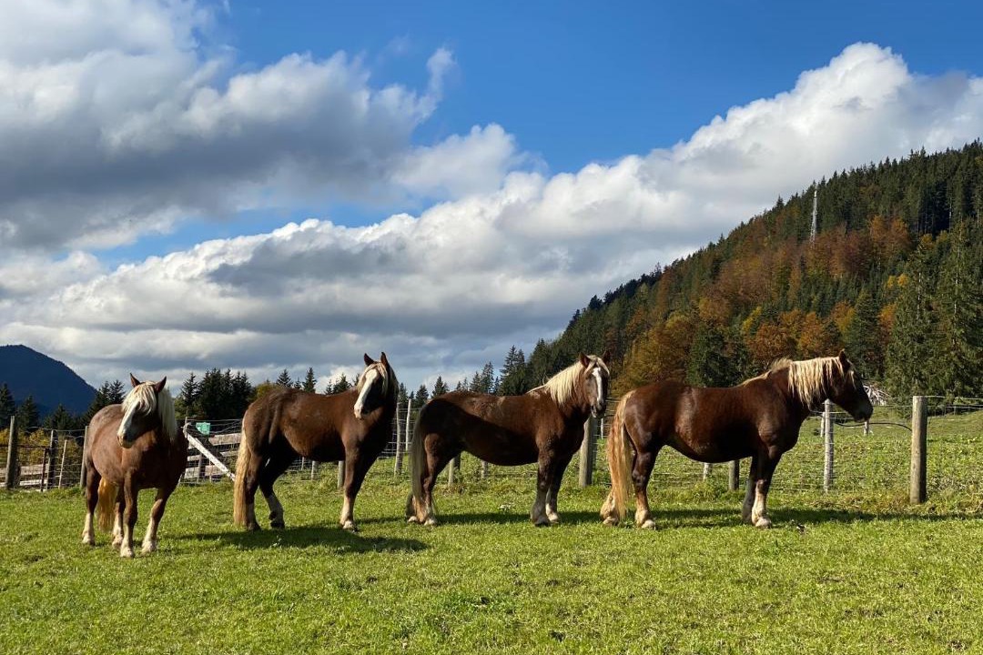 Photo of Others in Achenkirch