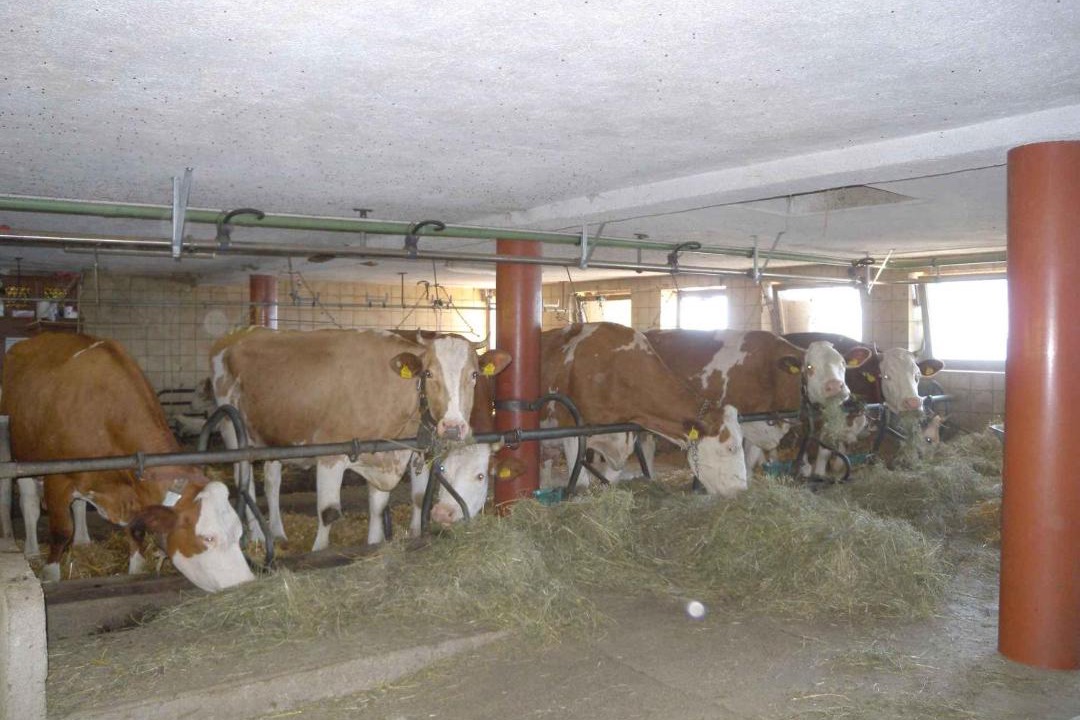 Photo of Others in Bruck am Ziller