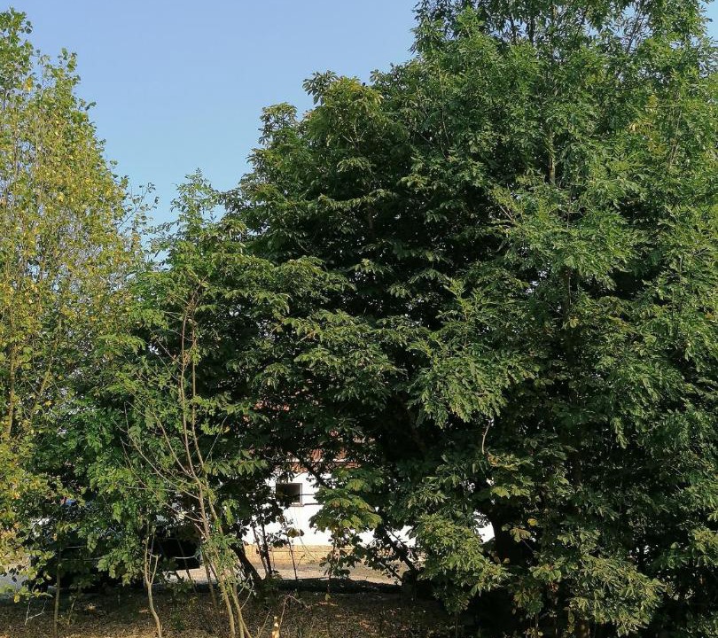 Photo of Outdoor in Kueps
