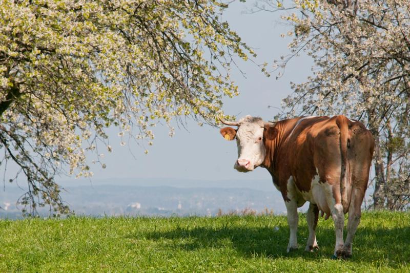 Photo of Others in Bad Feilnbach