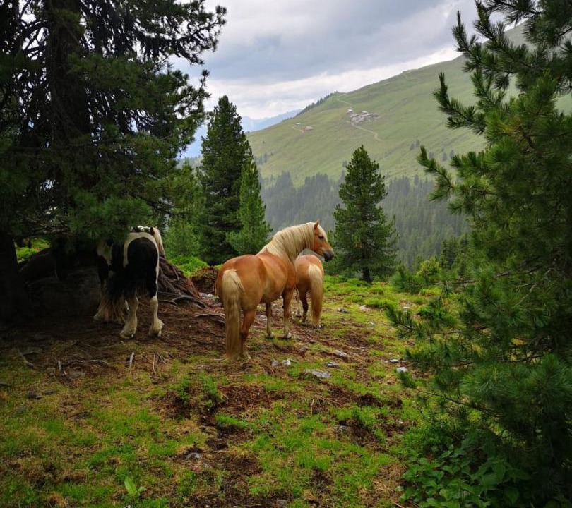 Photo of Outdoor in Aschau Im Zillertal