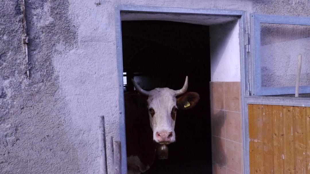 Photo of Others in Fischbachau