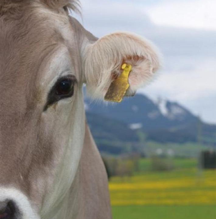 Photo of Others in Nesselwang