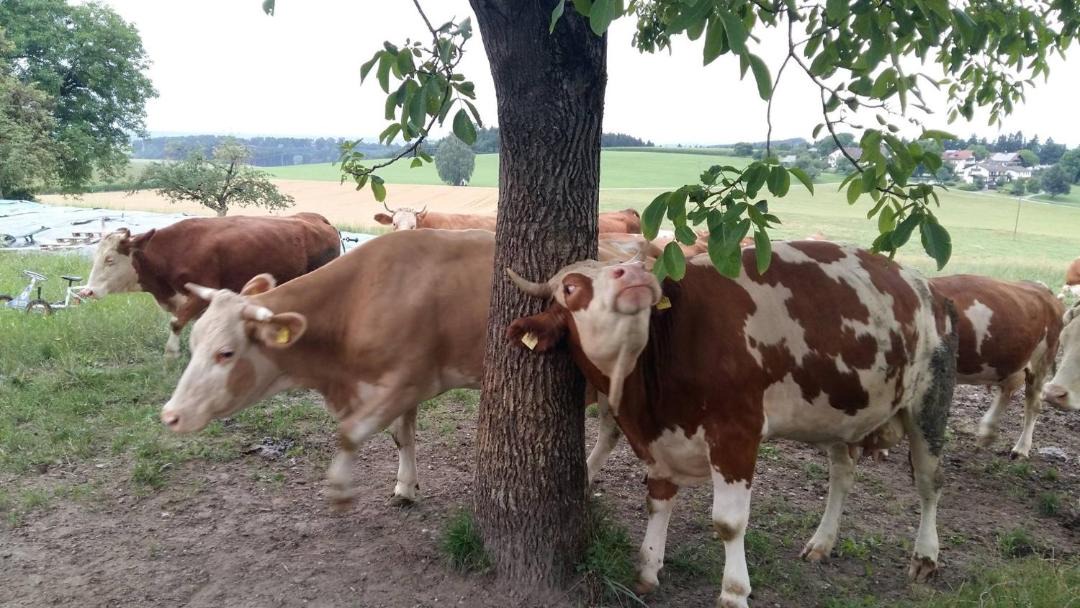 Photo of Others in Soechtenau