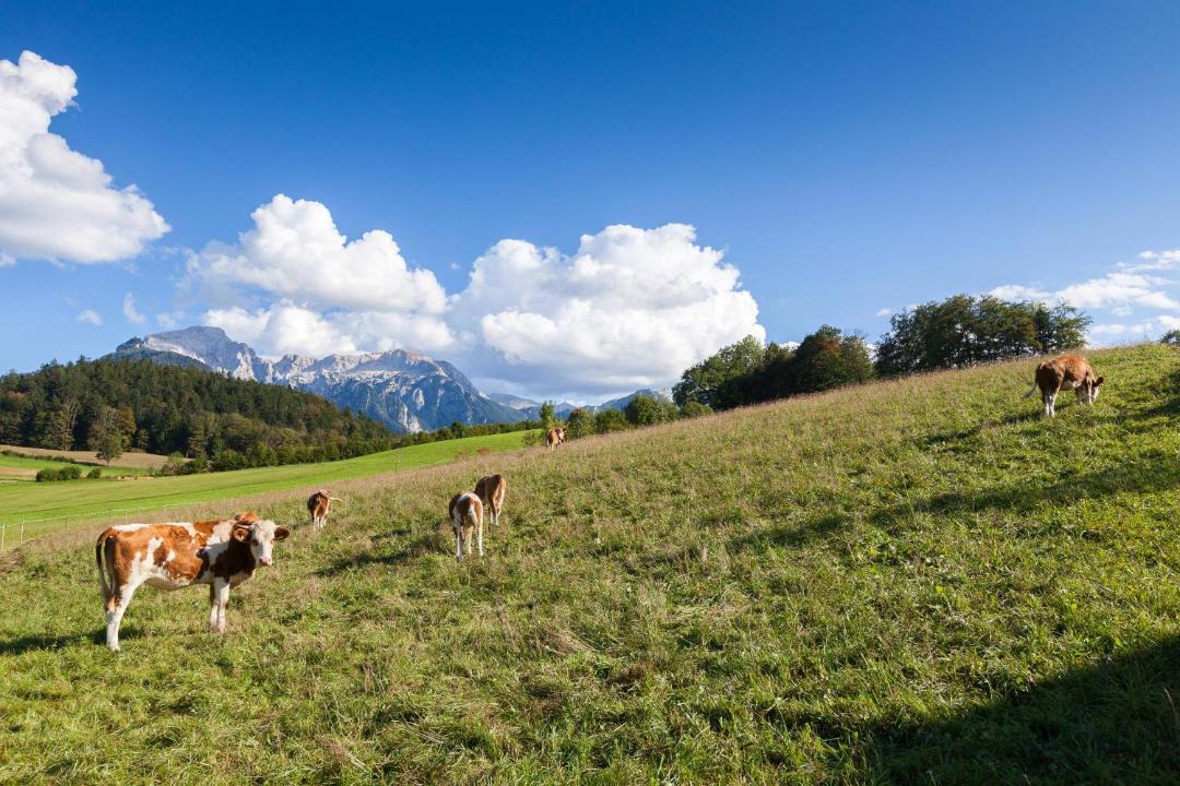 Photo of Others in Bischofswiesen