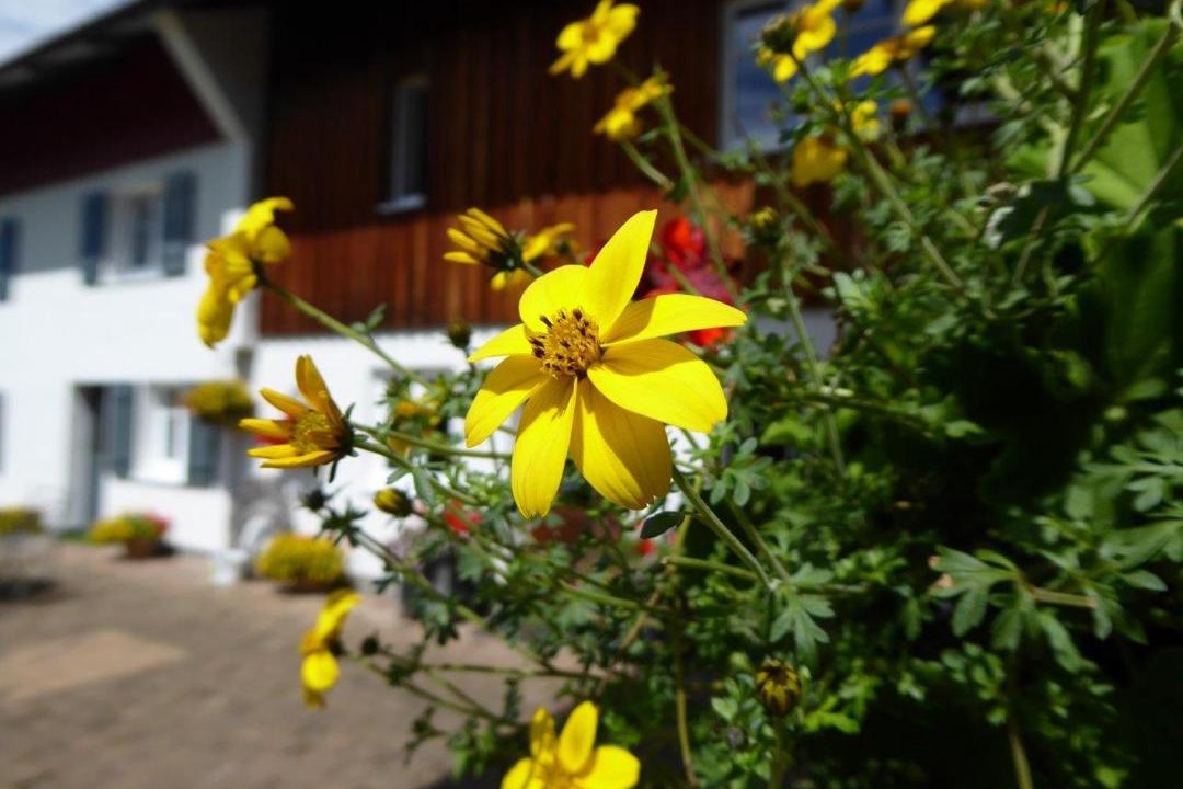 Photo of Others in Weitnau