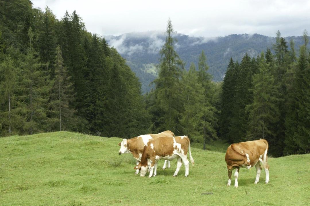 Photo of Others in Blindau