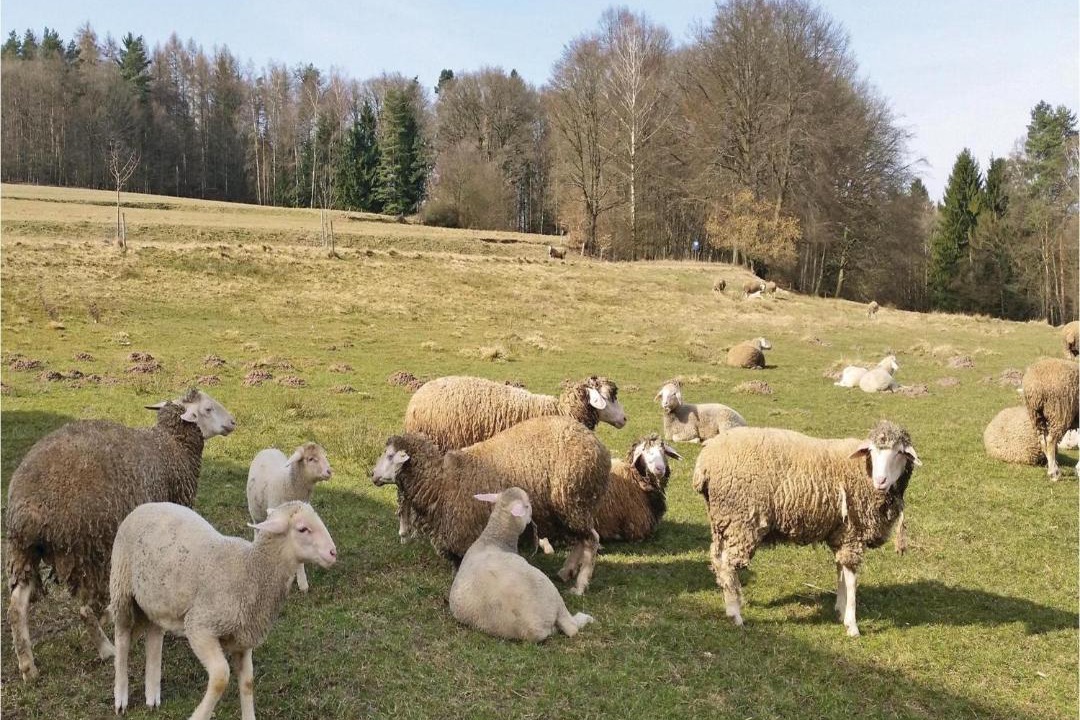 Photo of Others in Hausles